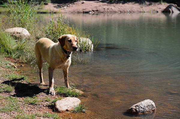 Working Dogs In The Pikes Peak Region Visit Colorado Springs Blog