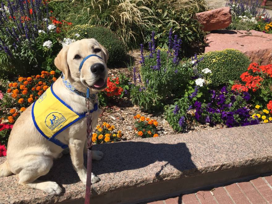 Working Dogs In The Pikes Peak Region Visit Colorado Springs Blog