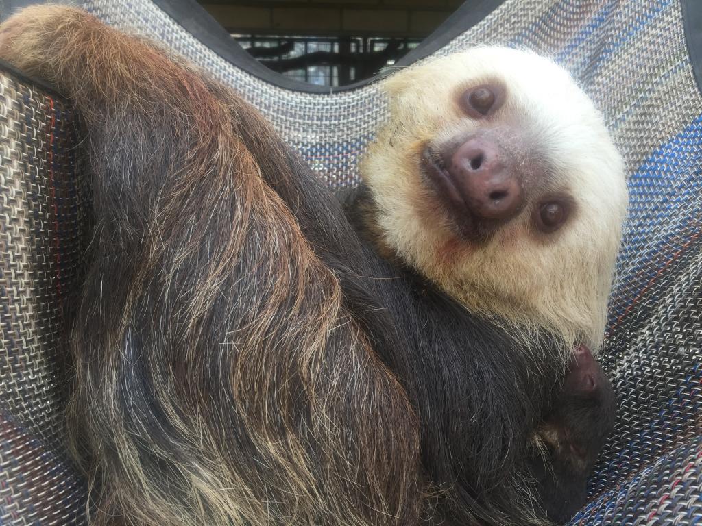 Cheyenne Mountain Zoo Welcomes Two-Toed Sloth Baby - Visit ...