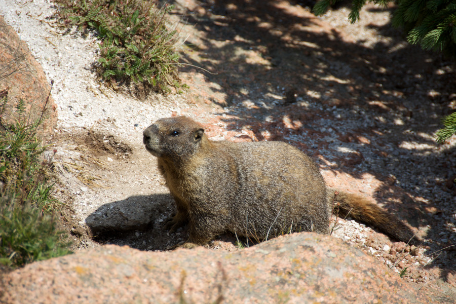 Wildlife Watching in Colorado Springs