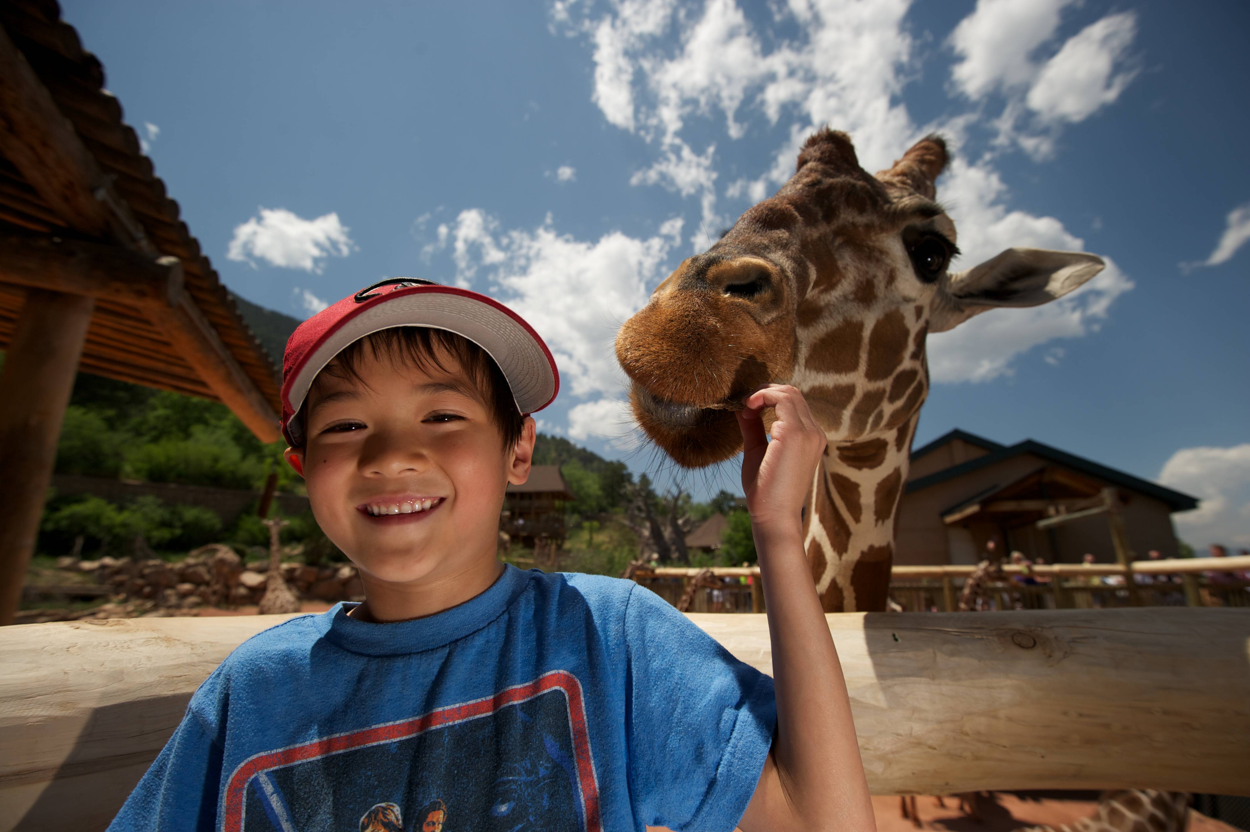 Child feeding giraffe at Cheyenne Mountain Zoo
