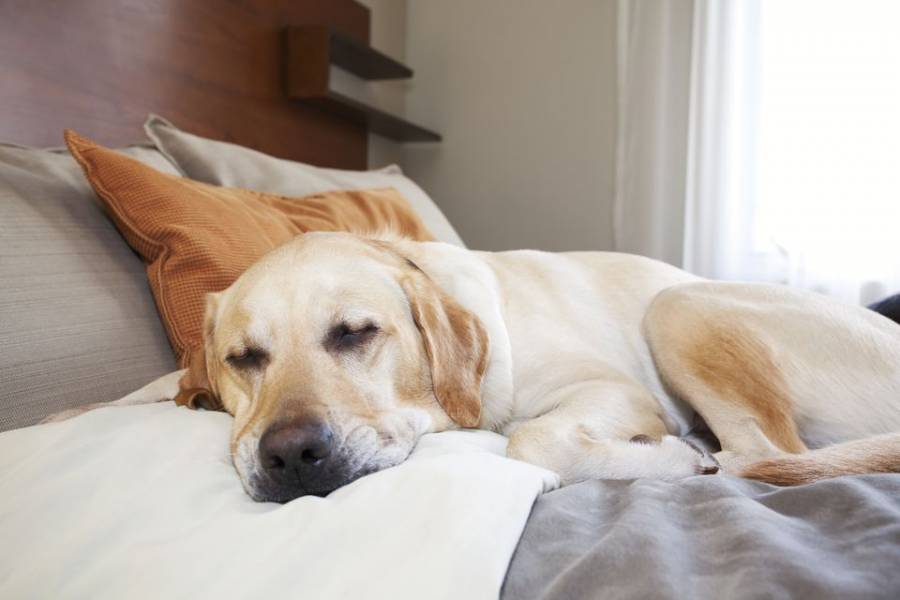 Colorado Springs Pet Friendly Travel Find Pet Friendly Hotels