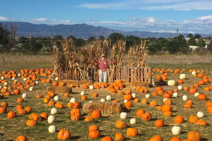 The best pumpkin patches in the Colorado Springs region