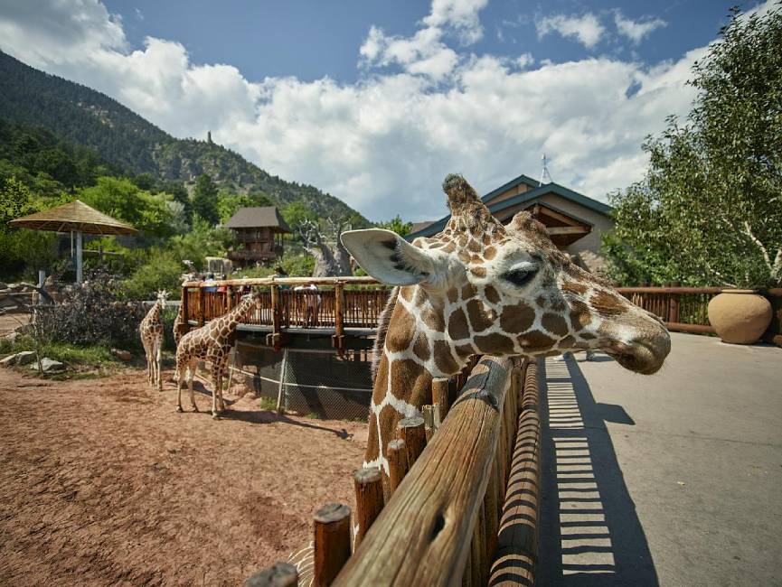 Cheyenne Mountain Zoo Visit Colorado Springs