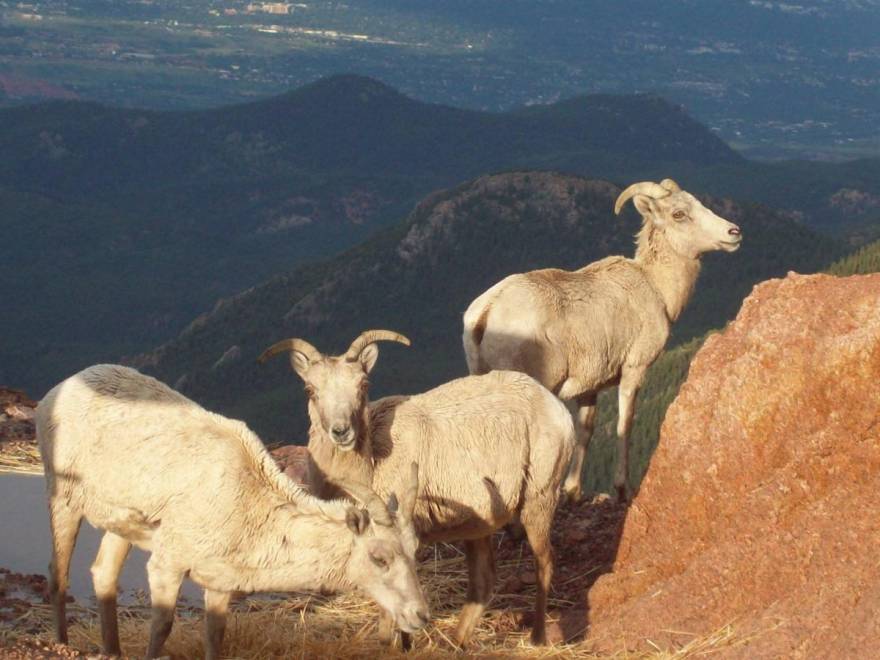 Top Places to Spot Rocky Mountain Bighorn Sheep Visit Colorado Springs